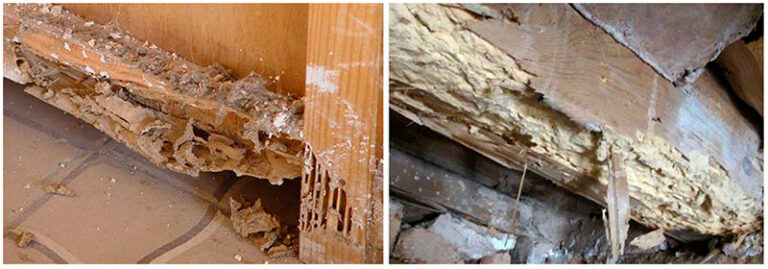 How to Get Rid of Termites in the House?