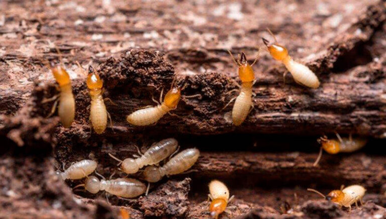 How to Get Rid of Termites in the House?