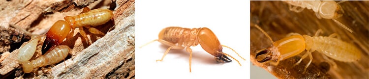 qué son las termitas
