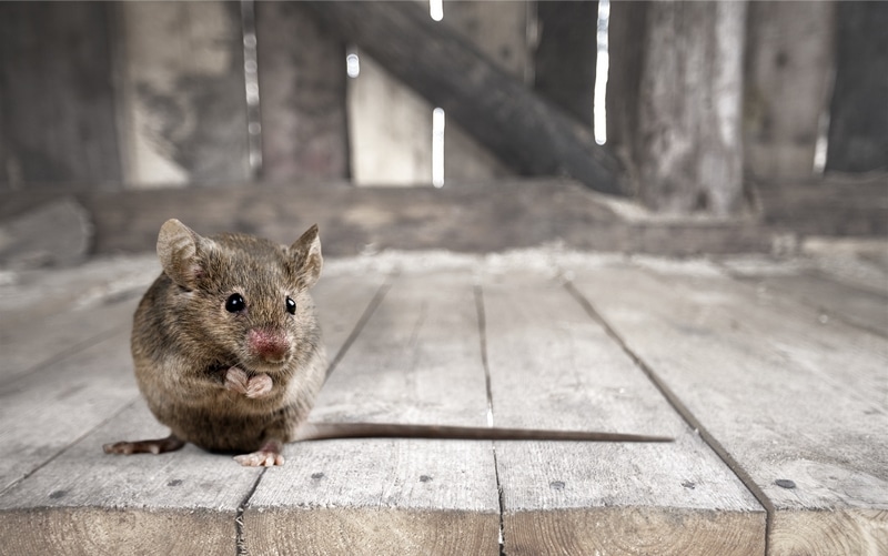 Eliminar ratas y ratones