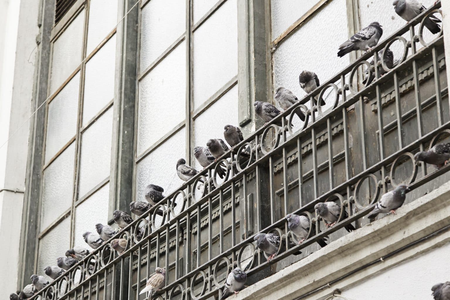 Cómo Ahuyentar Las Palomas, Las Mejores Formas De Ahuyentarlas