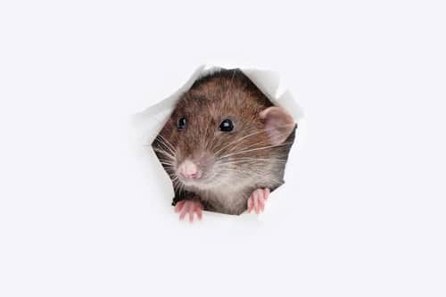 Plaga de ratones en casa: te ayudamos a combatirlos