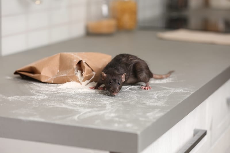 veneno ratas y ratones