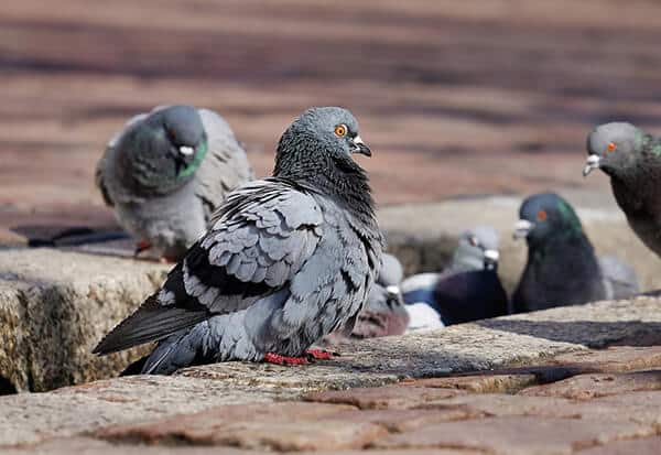 Trampas para pájaros y palomas  Ahuyentamiento y control de palomas y  otras aves