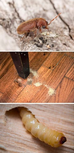 Qué sucede cuando la carcoma de la madera infecta una casa