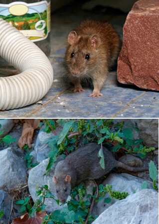 El veneno para ratas (rodenticidas) puede dañar a los niños y las mascotas?